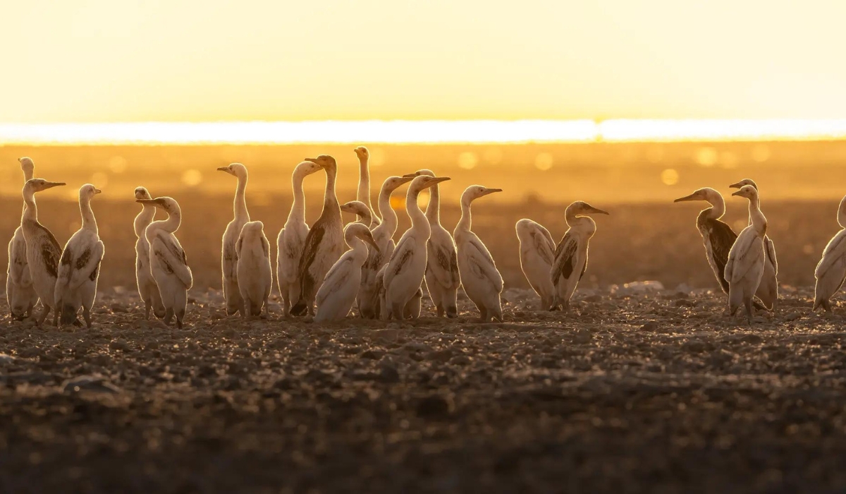 MoECC initiates campaigns aimed at safeguarding the environment and wildlife